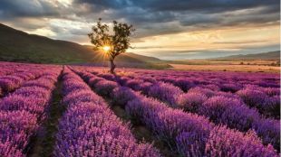 Aromas de lavanda en los campos alcarreños: un paseo a una hora de Madrid