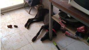 Rescatados en Usera tres galgos, 20 aves y un hámster en condiciones deplorables