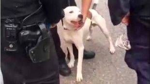 Sancionado con 2.700 euros el dueño de un perro de raza peligrosa que mató a otro al ir sin bozal y sin licencia