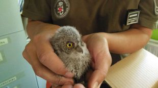 Rescatado un pollo autillo deshidratado y desnutrido en Rascafría