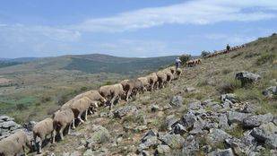 Algodón orgánico y lana merina contra la explotación laboral textil