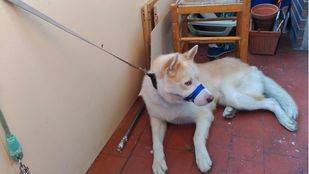 El Equipo Antón: un año luchando por los derechos de los animales