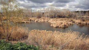 Hojas y restos vegetales, la mayoría de residuos del río Henares