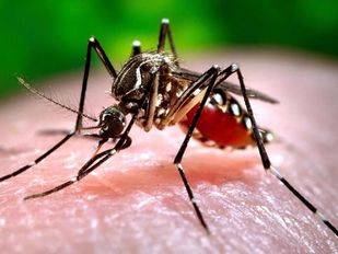 En marcha la red de vigilancia para controlar la posible llegada del mosquito tigre