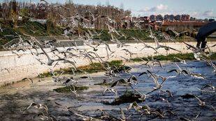 Dan comienzo las obras de la I fase de renaturalización