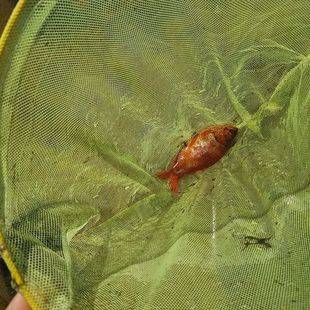 Encontrado un 'pez dorado' de especie invasora en la Dehesa Municipal de Alpedrete