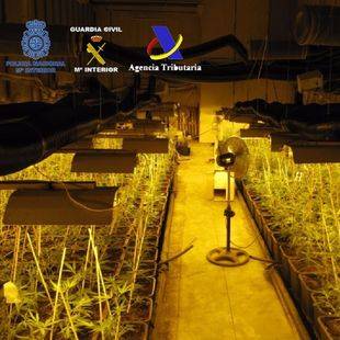 Desarticulado un grupo criminal dedicado al cultivo de marihuana