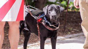 Getafe destinará más de setenta mil euros a la terapia con perros para personas con discapacidad