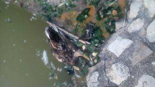 Ahora Getafe exige información ante la muerte de aves en dos puntos de la ciudad