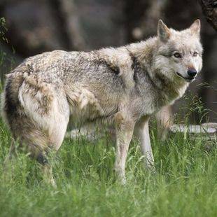 Una loba, atropellada cuando intentaba cruzar la A-1