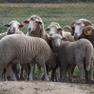 Los ganaderos atacados por lobos tendrán más ayudas