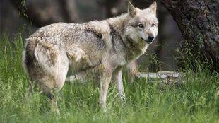 Los ataques de lobos provocan una situación "insostenible" en la Sierra Norte
