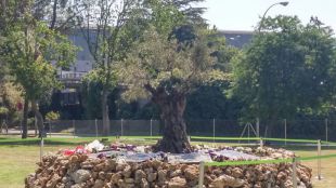 Olivo en memoria de las víctimas del accidente del vuelo JK5022 de Spanair