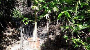Hallada una plantación de marihuana en Casa de Campo