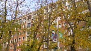 Comienza el plan de regeneración del arbolado en el Manzanares