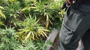 Un operativo antidroga se salda con dos chinos detenidos