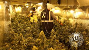 Descubiertas 112 plantas de marihuana en Moratalaz
