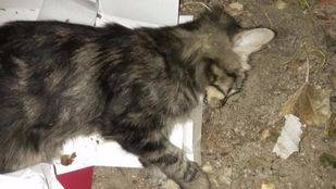 Uno de los gatos supuestamente envenenados en Villalba