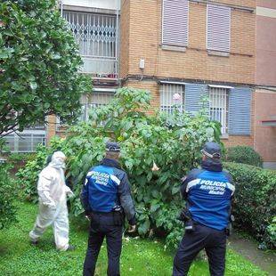 La Policía Municipal retira 66 plantas de burundanga