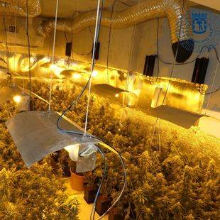 Desmantelada una plantación de marihuana 'indoor'