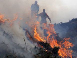 Ayuda humanitaria y veterinaria para Pontevedra