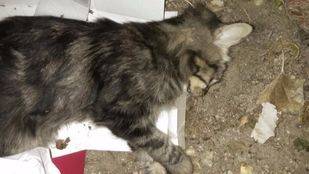 Dos nuevas mascotas, envenenadas en Villalba