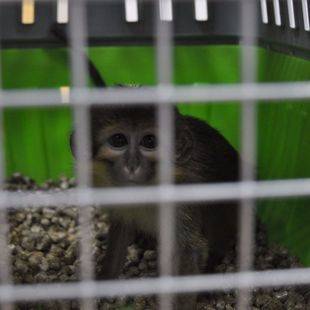 Dos monos abandonados, rescatados