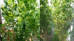 Plantas de marihuana intervenidas en un domicilio de Vicálvaro