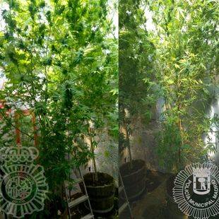 Detenido en Vicálvaro con 24 kilos de marihuana