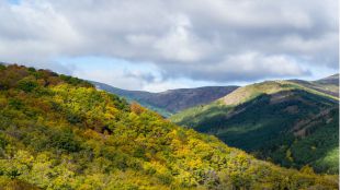 El Hayedo de Montejo, patrimonio natural de la Humanidad