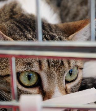 'Estas navidades, mejor adopta'