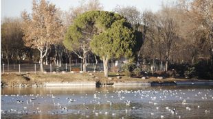 Firmas para frenar el sacrificio de las carpas del lago de la Casa de Campo