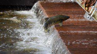 La renaturalización del Manzanares atrae a truchas y salmones