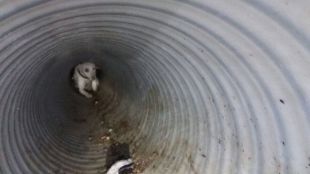 Rescatados dos perros atrapados en una tubería