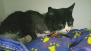 Atan un petardo al cuello de un gato y pierde una pata