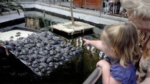 Adiós a las tortugas en el estanque de Atocha