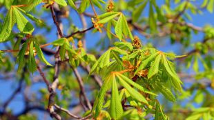 'Huele' a primavera: así se activan los avisos por polen