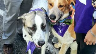 Entra en vigor la prohibición de regalar mascotas como premio