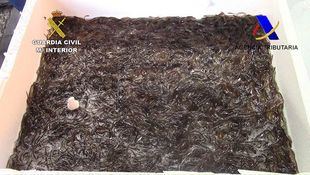 Interceptados más de 300 kilos de angulas en Barajas