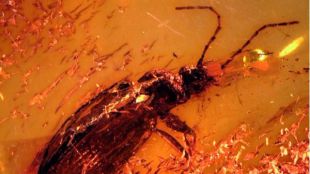 Con estrés y sin antena: así murió un escarabajo hace 40 millones de años