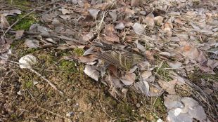 Pillados dos individuos en plena caza furtiva