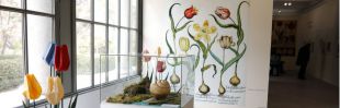 El tulipán, protagonista en el Real Jardín Botánico