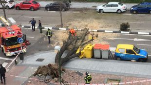 Herido un hombre tras la caída de una rama en Latina