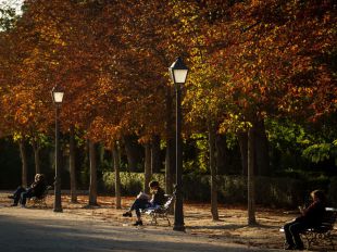 El arbolado de Madrid, asignatura pendiente del Ayuntamiento