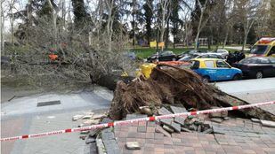 Los árboles madrileños se desploman