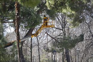 Varios parques continuarán cerrados para revisar el arbolado