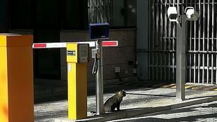 La colonia felina de la Asamblea de Madrid, desprotegida