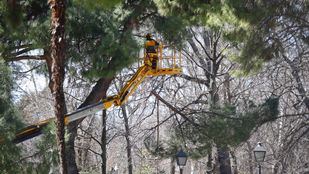 Un operario del Ayuntamiento de Madrid poda un árbol en el parque de El Retiro.