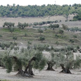 Morata de Tajuña se 'vacuna' contra el "ébola del olivo"