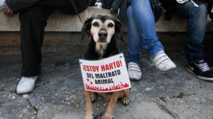 Denunciado un criadero de Tres Cantos por maltrato